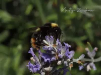Weidehommel [Bombus pratorum]